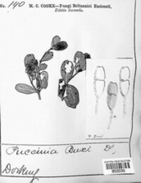 Puccinia buxi image